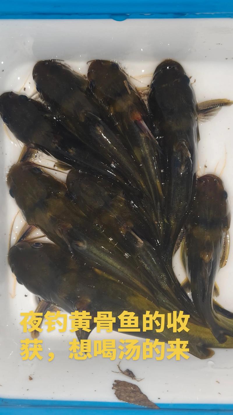 水庫夜釣嘎魚(黃顙魚)技巧必看_夜釣嘎魚_野釣嘎魚技巧