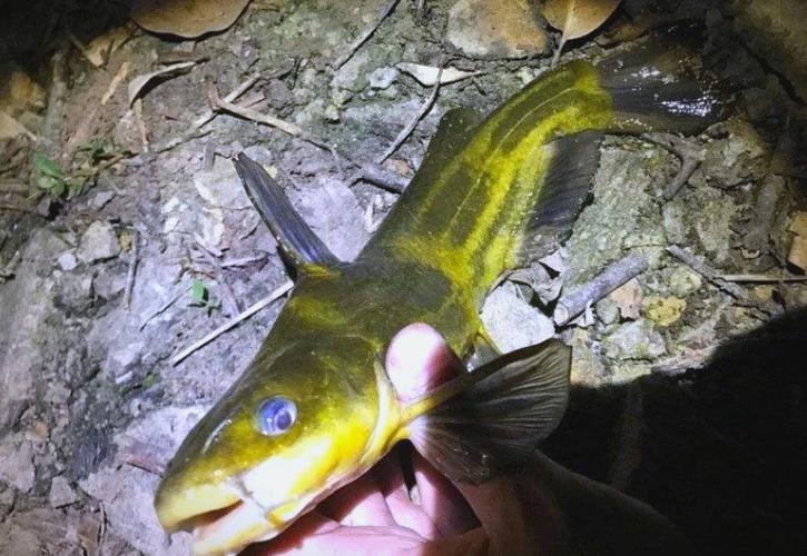 夜釣嘎魚_野釣嘎魚技巧_水庫夜釣嘎魚(黃顙魚)技巧必看