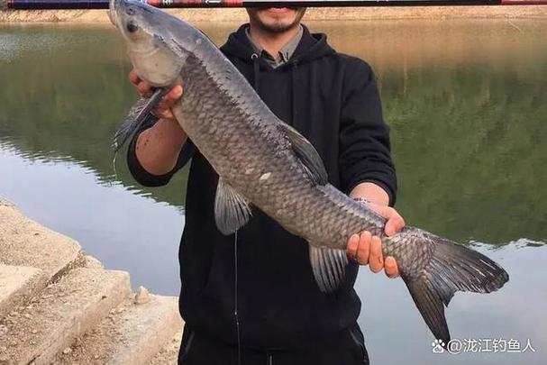 江河釣魚技巧圖解_手竿釣青魚技巧_青魚釣位選擇方法