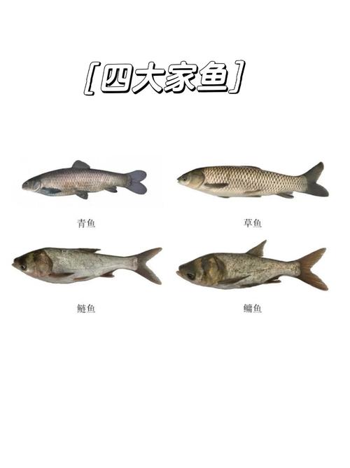 魚有痛覺嗎_魚有哪些種類_四大家魚_四大家魚有哪些