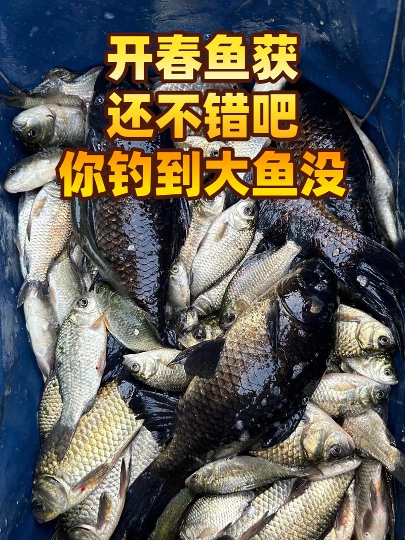 春季草魚垂釣時機_春季草魚釣位選擇_野釣草魚怎么釣
