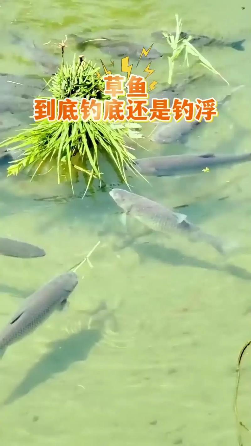 釣草魚與釣鰱鳙區別_釣草魚離底釣技巧_在水庫釣草魚和漣魚應該用什么釣?