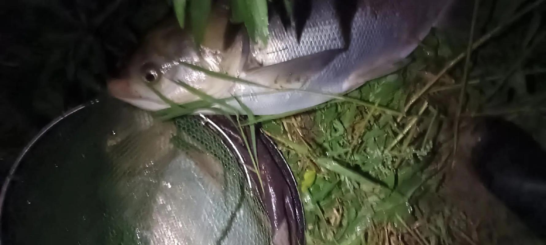 浮釣2095餌料配方_浮釣鰱鳙_浮釣2095鰱鳙技巧