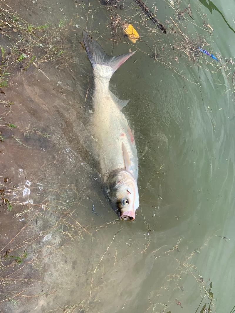 浮釣2095鰱鳙技巧_浮釣2095餌料配方_浮釣鰱鳙