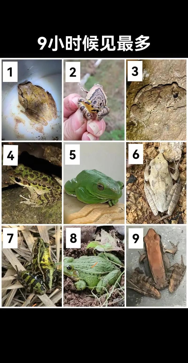廣州常見半水棲蛙類不要混淆_廣東常見蛙類圖片及名稱_水蛙是啥