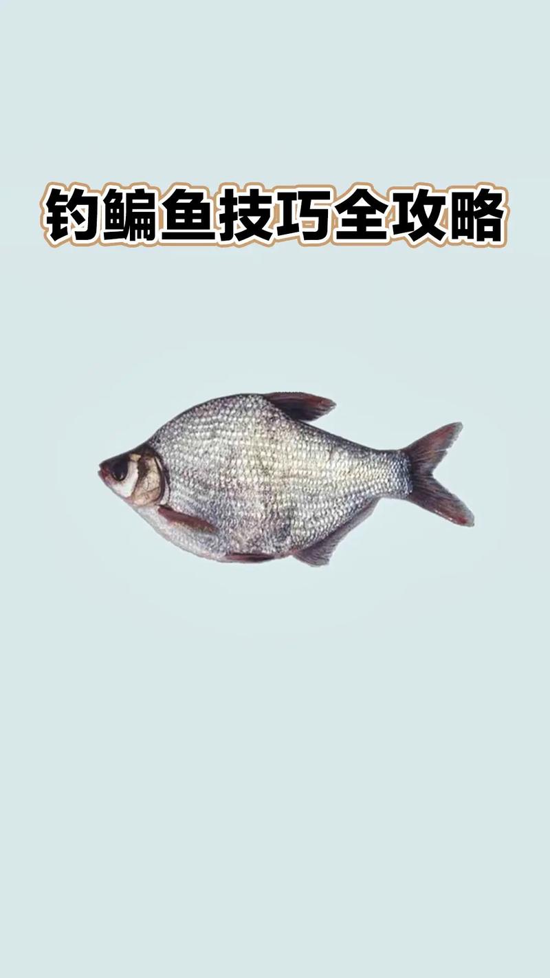 新手入門鳊魚釣法_野釣鳊魚技巧_怎么釣鳊魚?魚塘達人進啊