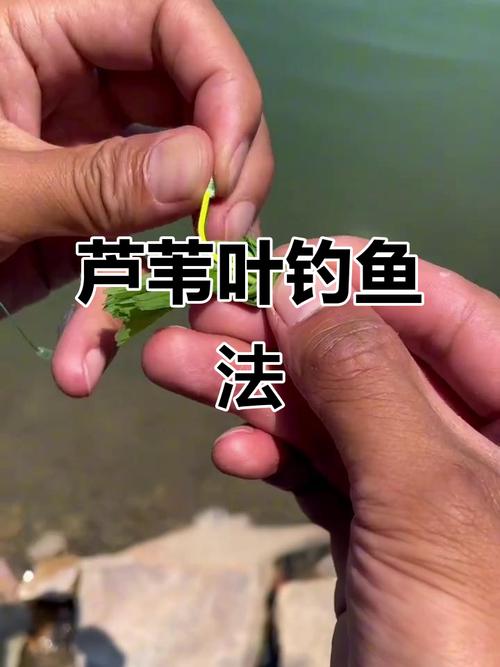 怎樣釣草魚釣草魚技巧_草魚餌料搭配_釣草魚技巧