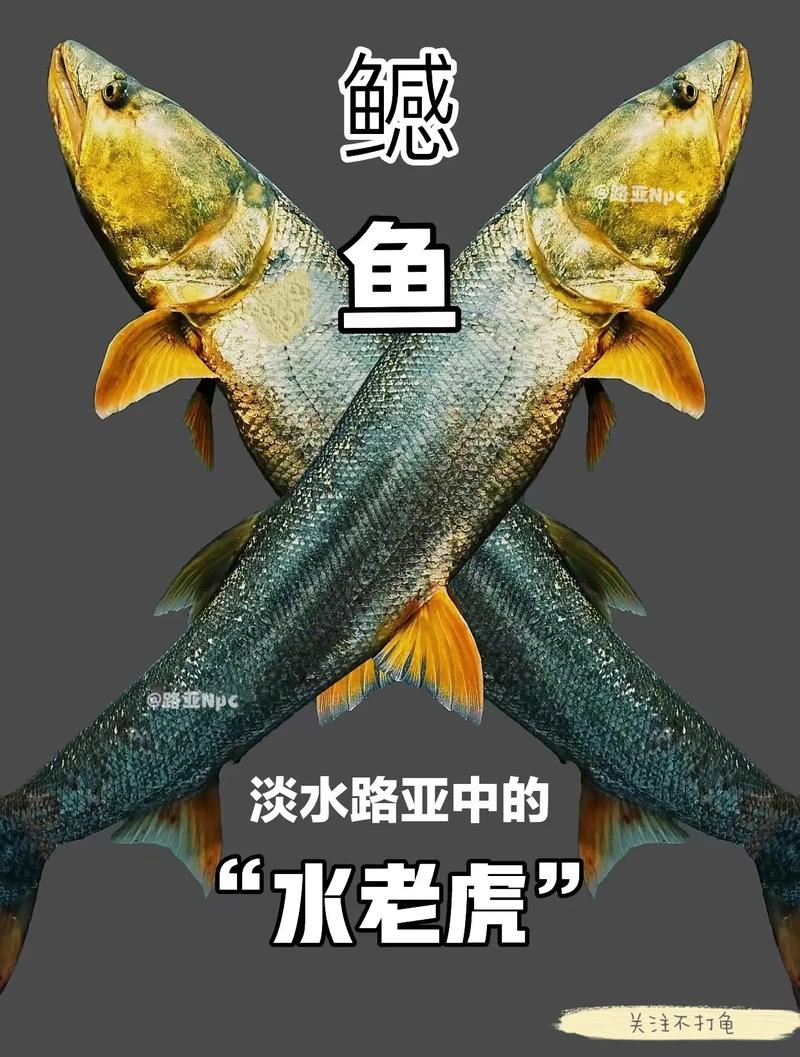 鳡魚釣法_鳡魚習性_鳡魚圖片