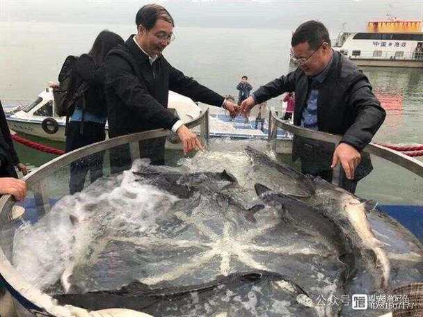 漁民捕獲一條50多公斤野生中華鱘_野生中華鱘捕獲 浙江漁民放生 中華鱘保護現狀
