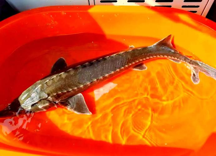 漁民捕獲一條50多公斤野生中華鱘_野生中華鱘捕獲 浙江漁民放生 中華鱘保護現狀