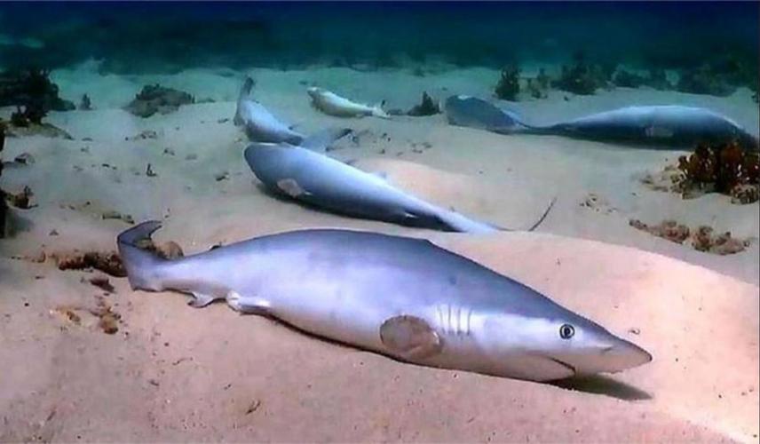 釣魚釣到鯊魚頭是什么電影_漁民釣到一頭鯊魚_釣漁民頭鯊魚到底好不好