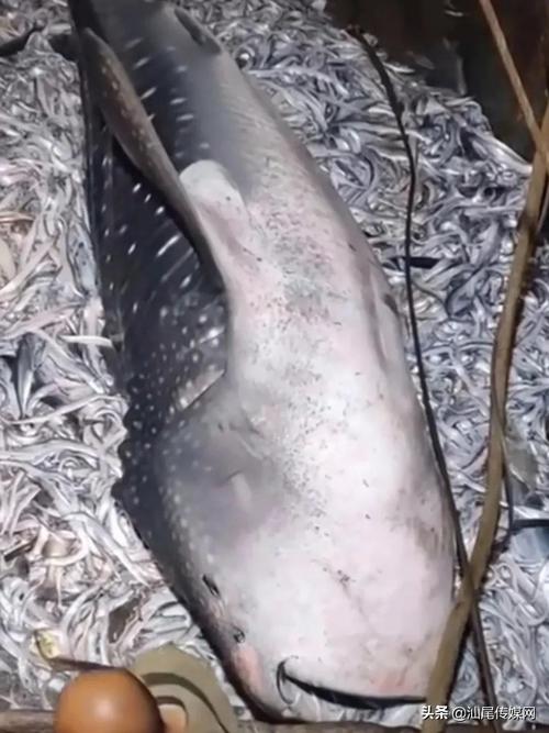 漁民釣到一頭鯊魚_釣魚釣到鯊魚頭是什么電影_釣漁民頭鯊魚到底好不好