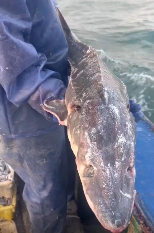 漁民捕獲一條50多公斤野生中華鱘_捕殺野生中華鱘 漁民獲刑 長江流域生物多樣性保護