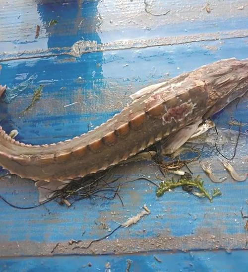 捕殺野生中華鱘 漁民獲刑 長江流域生物多樣性保護_漁民捕獲一條50多公斤野生中華鱘