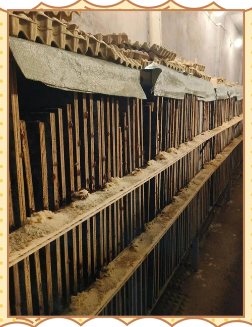 蟑螂養殖溫度控制_蟑螂養殖技術及場地建造?_養殖蟑螂容器選擇