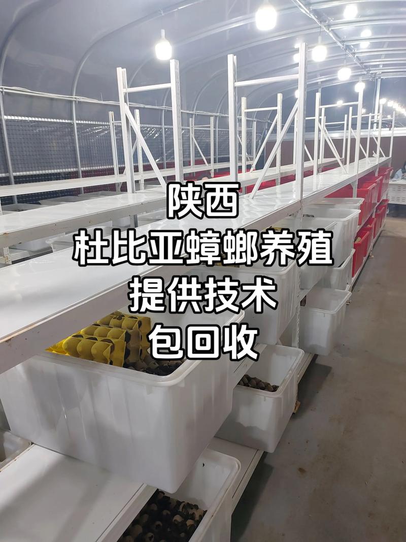 蟑螂養殖溫度控制_蟑螂養殖技術及場地建造?_養殖蟑螂容器選擇