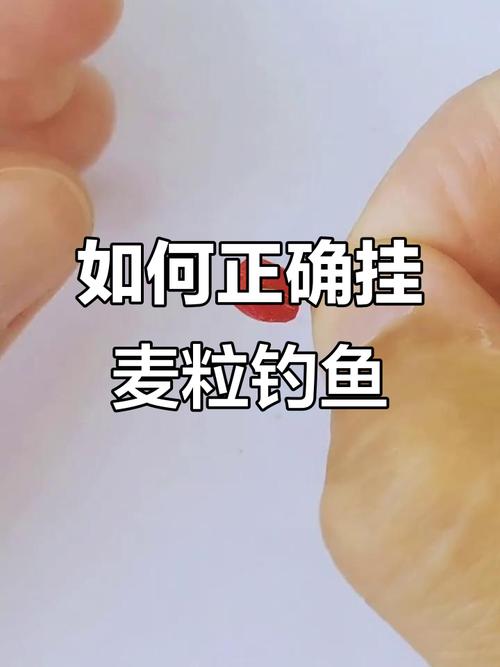 釣魚餌料選擇_怎樣制作小麥釣魚餌料_釣魚制作餌料教程