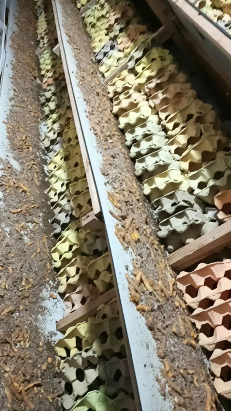 蟑螂引種選種技巧_蟑螂雌雄鑒別_蟑螂養殖技術及場地建造?