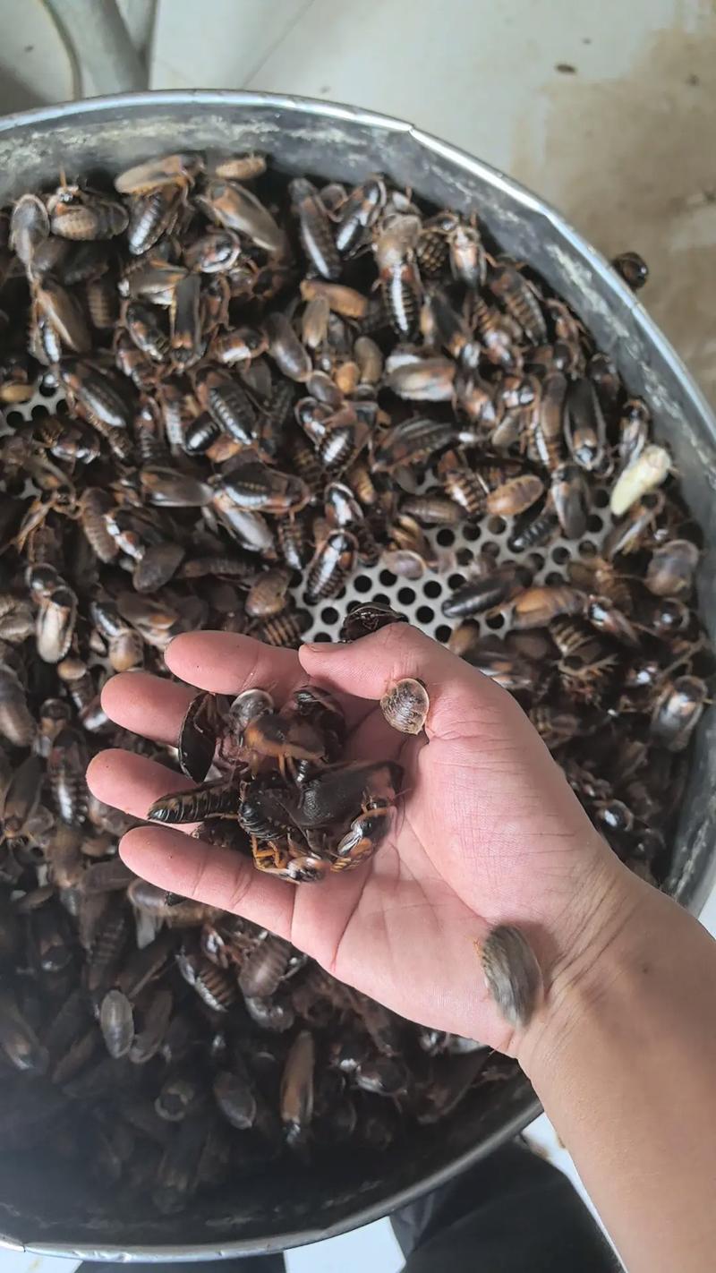 蟑螂雌雄鑒別_蟑螂引種選種技巧_蟑螂養殖技術及場地建造?