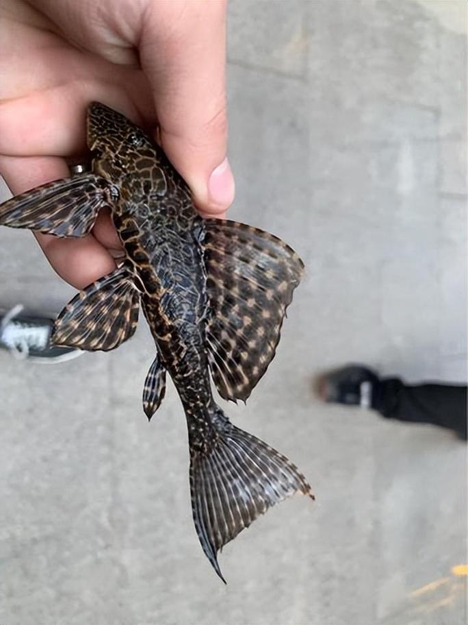 清道夫魚壽命多長_清道夫魚生命力強_清道夫魚為什么不能吃