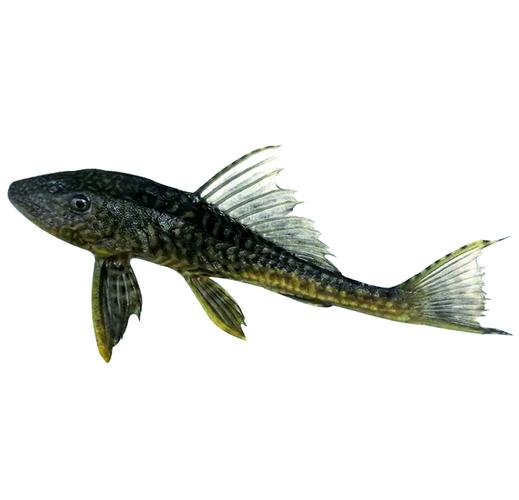 清道夫魚為什么不能吃_清道夫魚壽命多長_清道夫魚生命力強