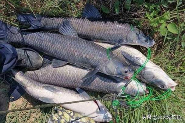 青魚怎么釣_黑坑青魚覓食特點_無限回鍋青魚釣法