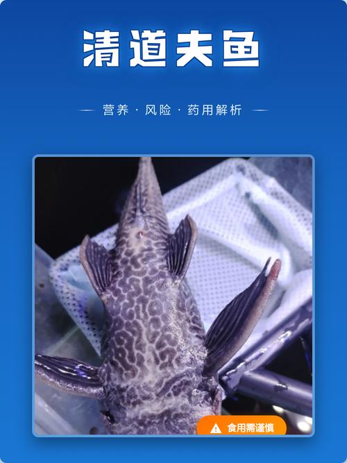 清道夫魚食用禁忌_鯰魚不能吃的原因_清道夫魚為什么不能吃