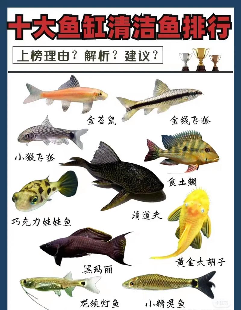 清道夫魚為什么不能吃_清道夫魚食用禁忌_鯰魚不能吃的原因
