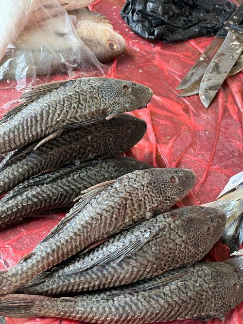 清道夫魚食用禁忌_鯰魚不能吃的原因_清道夫魚為什么不能吃