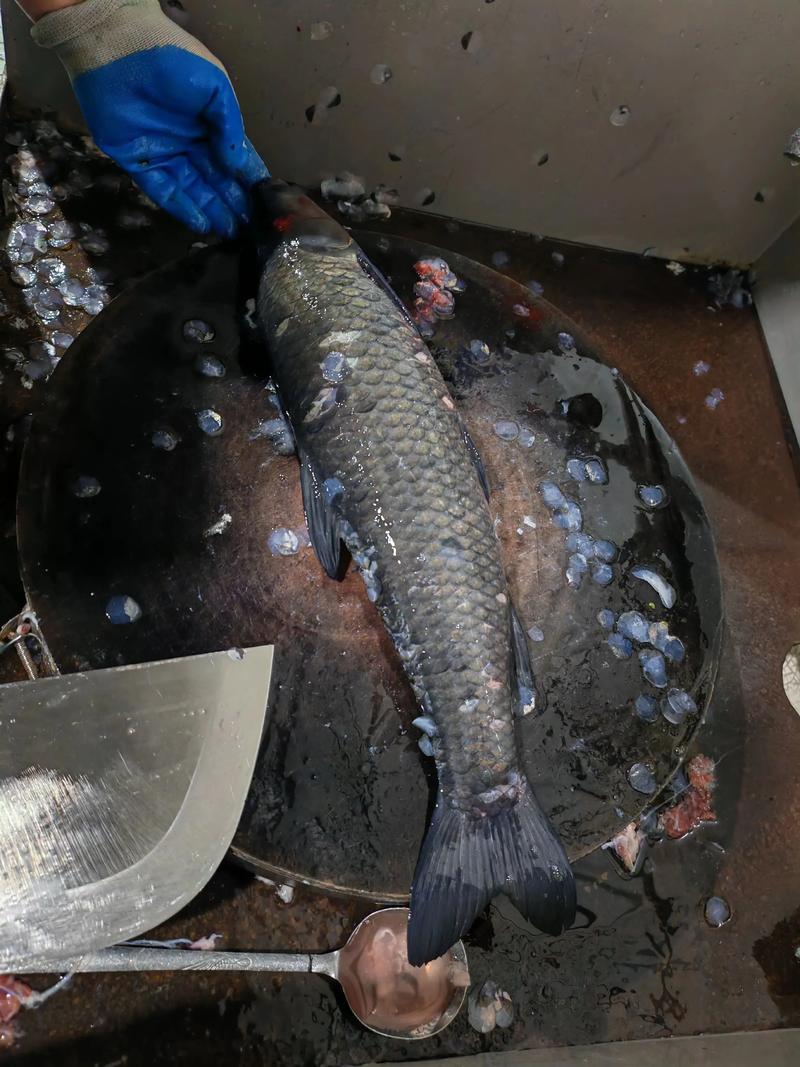 青魚王體重記錄_青魚王_草魚長膘困難原因