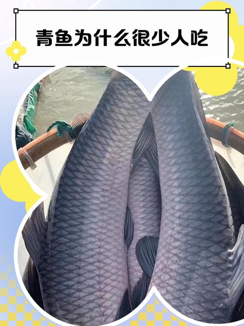 草魚長膘困難原因_青魚王體重記錄_青魚王