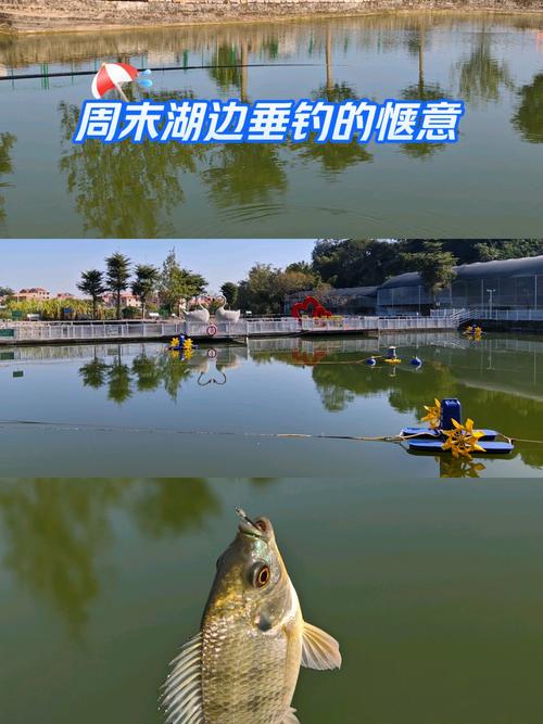 溫江野釣的地方_溫江金馬河釣魚地點_溫江釣魚好去處