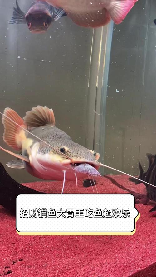 招財貓喂豬肉_招財貓魚喂它豬肉行不?_招財貓魚吃豬肝嗎
