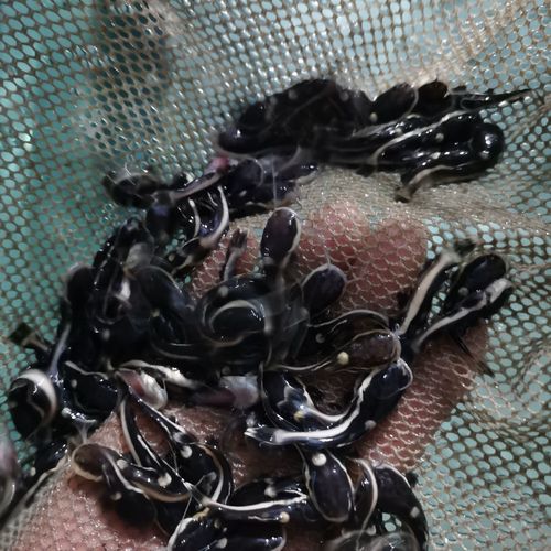 招財貓魚喂它豬肉行不?_招財貓喂豬肉_招財貓魚吃豬肝嗎