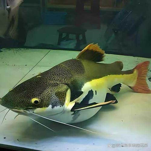 招財貓喂豬肉_招財貓魚吃豬肝嗎_招財貓魚喂它豬肉行不?