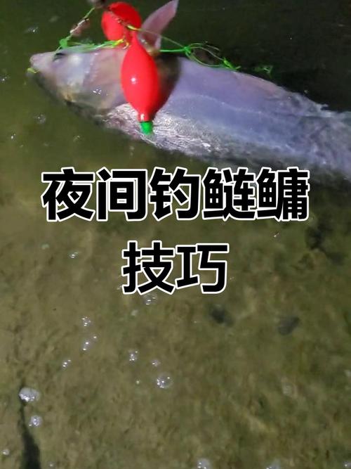夜釣鰱鳙技巧_夜釣鰱鳙最佳時間_野釣鰱鳙視頻直播