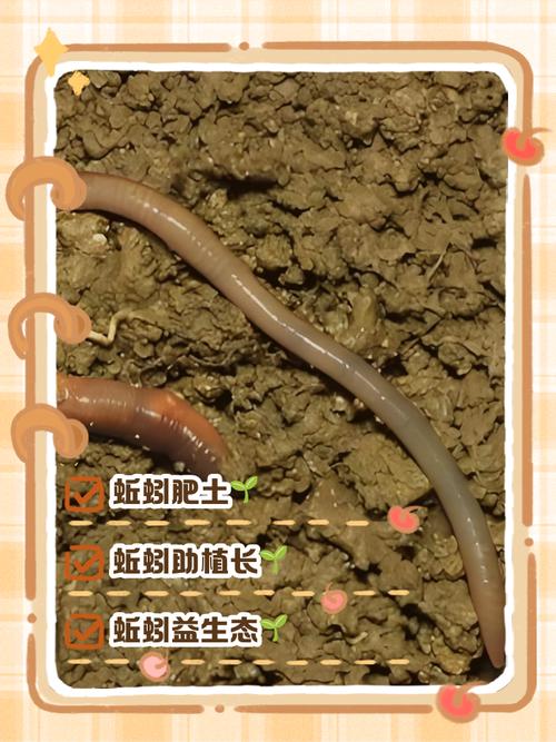 蚯蚓為什么喜歡在雨天爬到地面上來_蚯蚓釣魚絕招_蚯蚓魚餌為什么有效