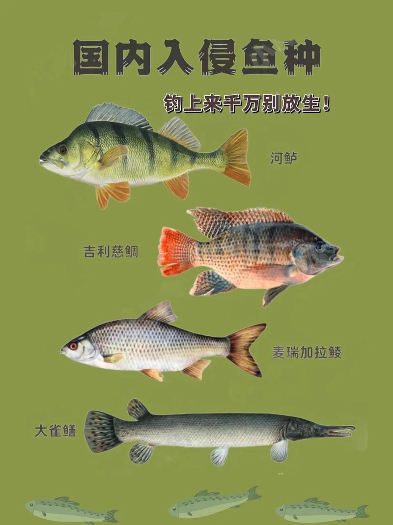 這幾種魚釣到可千萬別放生否則以后很難釣到魚_魚獲處理方法_釣魚心得