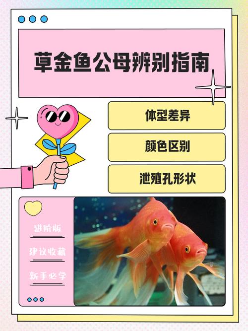 金魚哪個品種最好養_觀賞魚哪個品種最好養活_觀賞魚之家