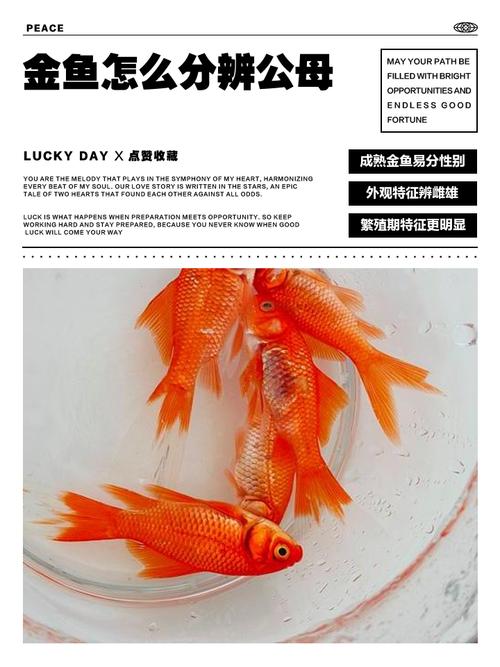 觀賞魚哪個品種最好養活_金魚哪個品種最好養_觀賞魚之家