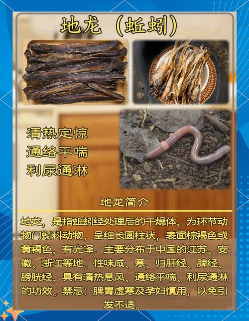 蚯蚓圖片_蚯蚓營養價值_蚯蚓養殖方法