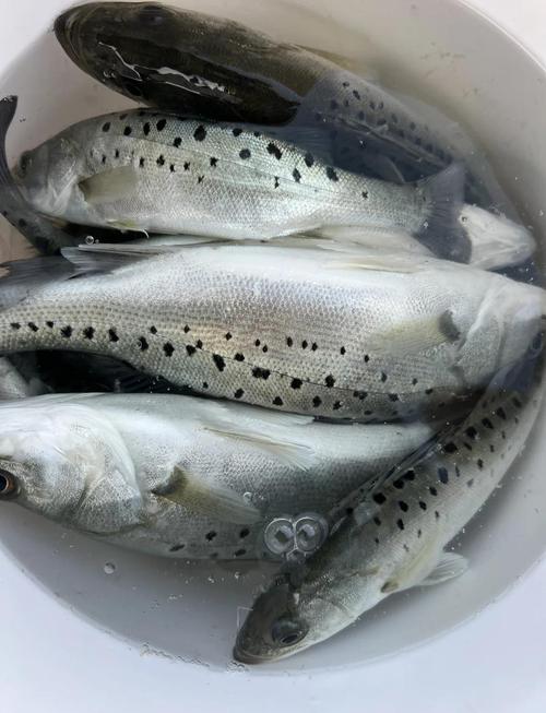 路亞海釣鱸魚技巧_海釣路亞餌選擇方法_海釣鱸魚的三種經典釣法分享-