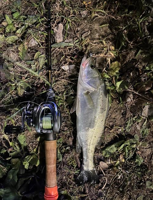 路亞海釣鱸魚技巧_海釣路亞餌選擇方法_海釣鱸魚的三種經典釣法分享-