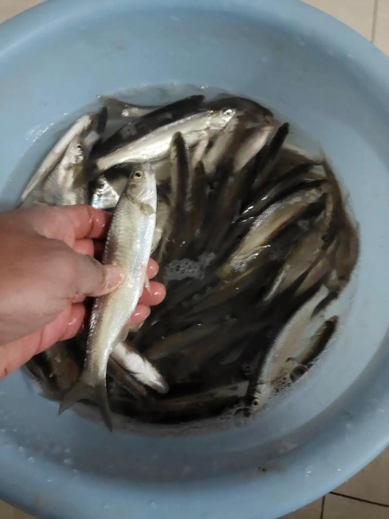 臺釣應該如何釣餐條?四個技巧來幫你_傳統釣為何不香了_臺釣PK傳統釣