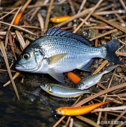 烏頭魚釣位選擇_海釣中各種鯛魚的習性和垂釣技巧必看_海釣烏頭魚技巧