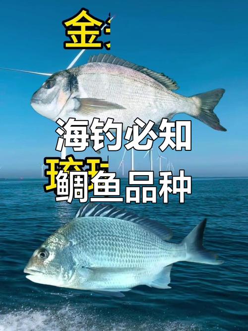海釣中各種鯛魚的習性和垂釣技巧必看_海釣烏頭魚技巧_烏頭魚釣位選擇