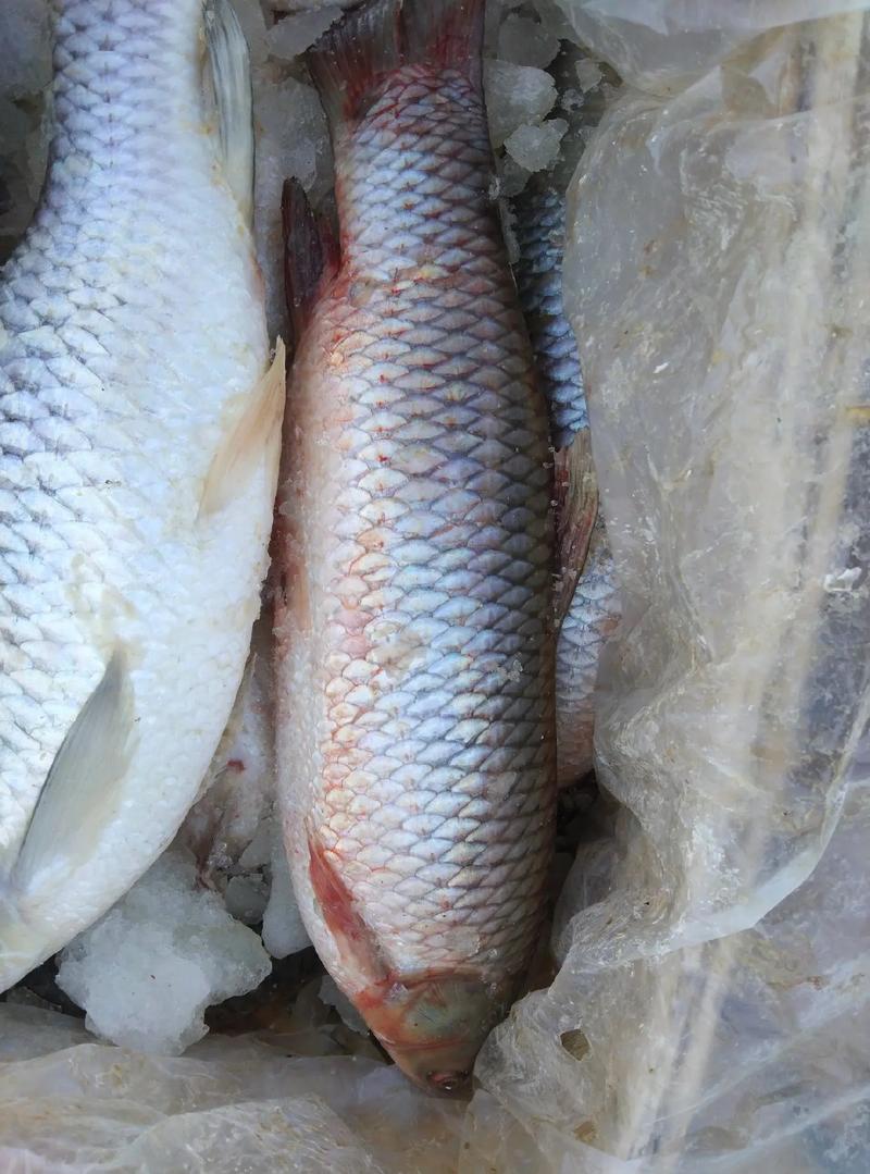 白洋淀魚館生意興隆_白洋淀可野釣農家院_雄安新區白洋淀生態治理