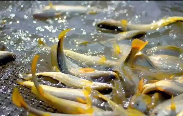 浙江漁船2小時白撿9千公斤黃魚_野生大黃魚價格近2000元每斤_浙江漁民捕獲5000斤野生大黃魚