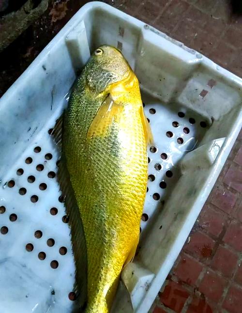 浙江漁民捕獲5000斤野生大黃魚_浙江漁船2小時白撿9千公斤黃魚_野生大黃魚價格近2000元每斤