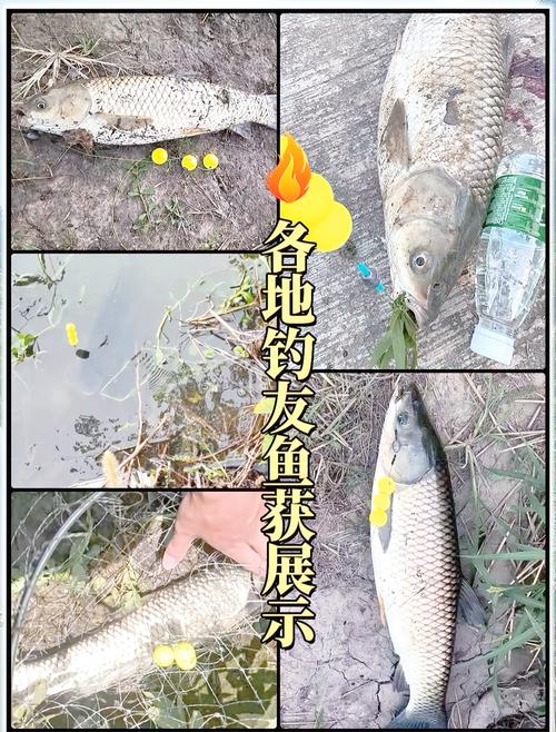 草魚垂釣技巧_草魚生活習性_海竿垂釣草魚技法分析必看